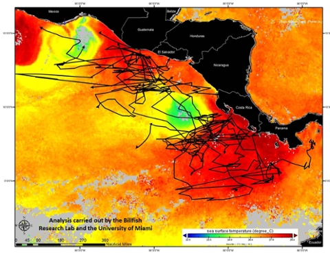 Satellite Tags Overlaid on Sea Surface Temperature